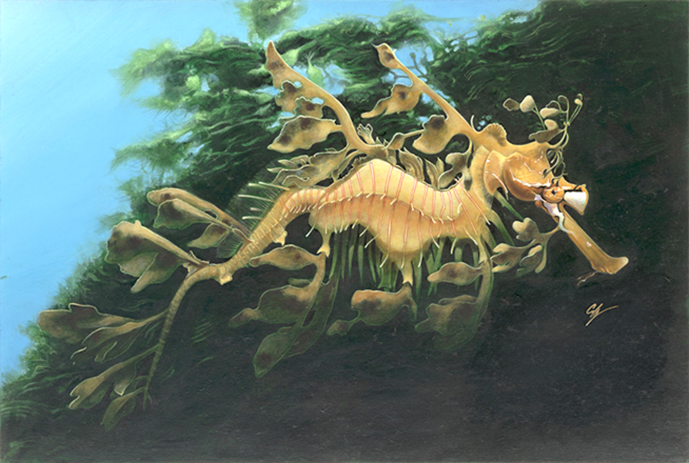 Leafy Sea Dragon