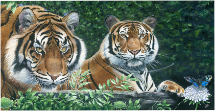 Sumatran Tigers